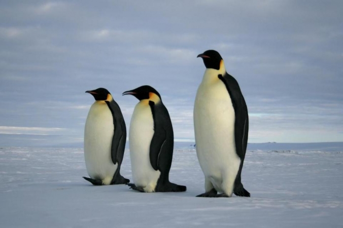 Sea ice decline triggers breeding failure at second largest emperor penguin  colony | Environmental Analytical Laboratory